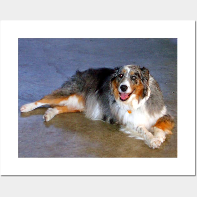 Australian Shepherd Dog Wall Art by CarloVaro